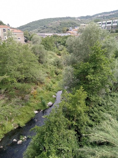 Arbusti e piante creano ostacoli rischiosi per il torrente Impero (Foto)