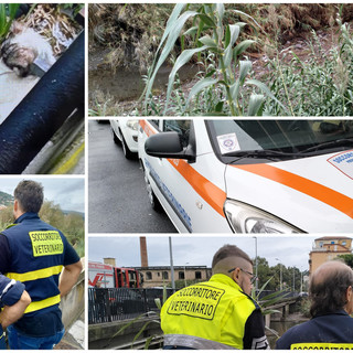 Cagnolina partorisce alla foce del torrente Impero, mobilitazione per salvare mamma e cuccioli (foto)