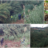 Imperia, ancora infruttuose le ricerche del cane nel torrente Impero (foto e video)