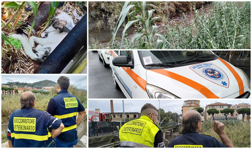 Cagnolina partorisce alla foce del torrente Impero, mobilitazione per salvare mamma e cuccioli (foto)