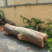 Maltempo, crolla un albero in via Domenico Laura a Imperia nessun ferito