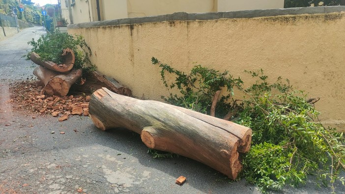 Maltempo, crolla un albero in via Domenico Laura a Imperia nessun ferito