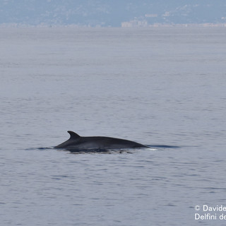 Balenottera al largo di Imperia, Ascheri (Delfini del Ponente):&quot;Emozione grandissima&quot; (foto)