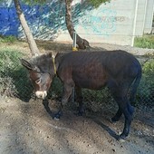 San Lorenzo al Mare: un asino trovato in via Pietrabruna, l'annuncio del comune per trovare il proprietario