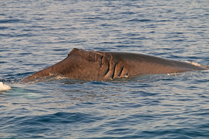 Santuario Pelagos: nuovamente avvistato ‘Atlante’, il capodoglio dalla coda sfregiata (Foto)