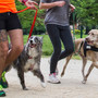 Bordighera Dog Show, la spettacolare corsa con i cani