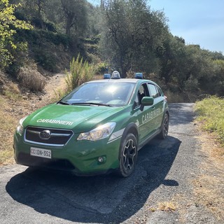 Traffico illecito di cani da caccia in Liguria e Piemonte: gli animali finivano anche nella nostra provincia