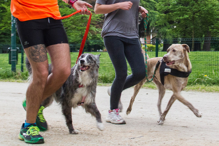 Bordighera Dog Show, la spettacolare corsa con i cani