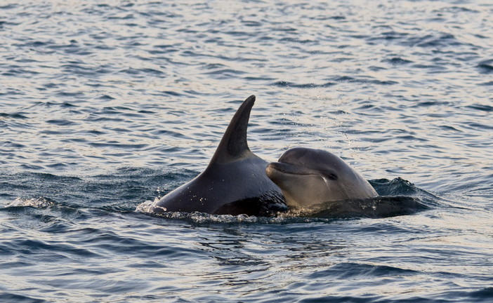 A San Lorenzo al Mare si scopre il Santuario dei Cetacei