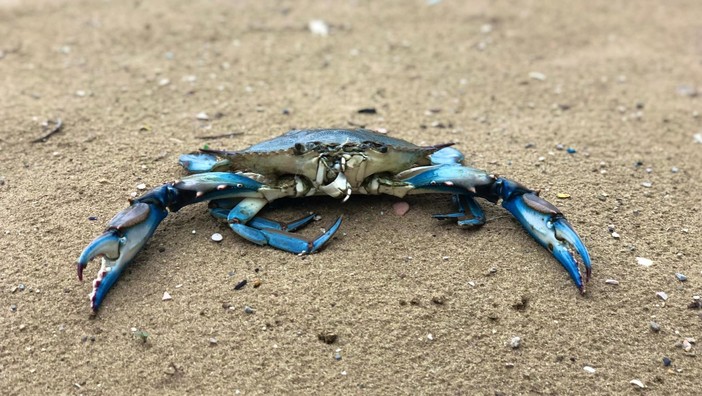 Granchio blu in Liguria, da Regione &quot;Attenzione alta per tutelare i nostri miticoltori&quot;