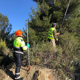 Diano Marina: lotta alla processionaria, ieri serie di controlli ieri mattina nella zona del Capo Berta (Foto)