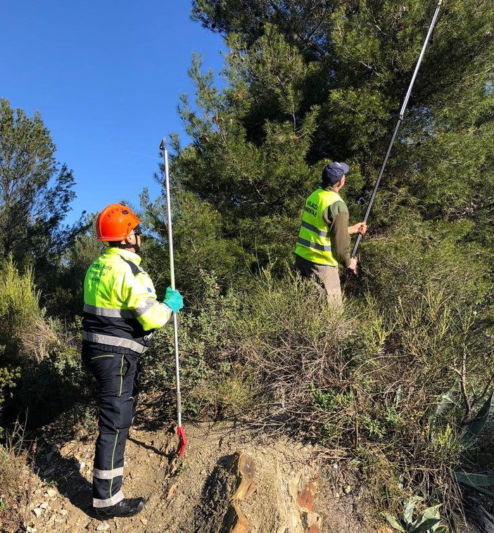 Diano Marina: lotta alla processionaria, ieri serie di controlli ieri mattina nella zona del Capo Berta (Foto)