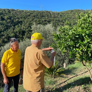 Cimice asiatica, al via in Liguria i primi lanci di insetti autoctoni per la lotta biologica