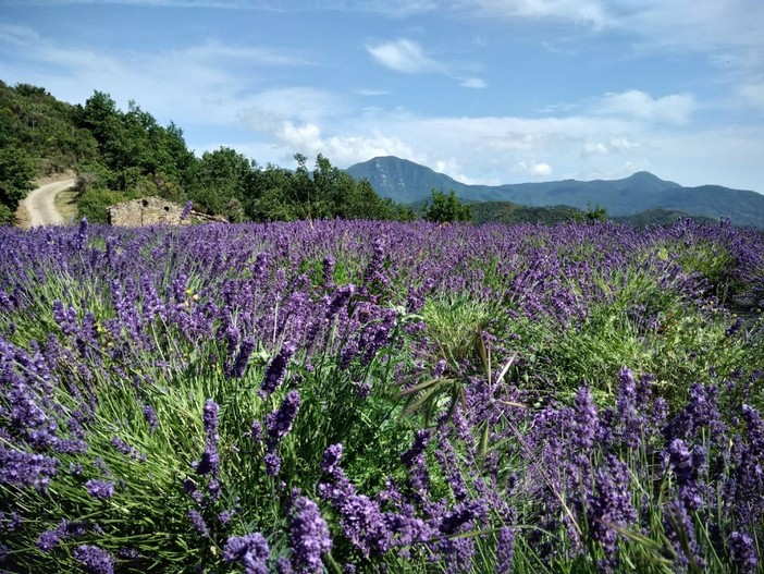 La Lavanda Riviera dei Fiori supera alla grande le emergenze del 2022 e guarda al prossimo anno tra dessert, gelati e turismo