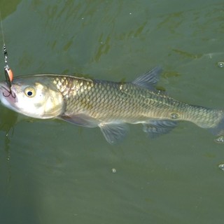 Immissioni di trota fario e iridea nei torrenti, Piana: &quot;Continua l’attenzione della Regione Liguria per la pesca sportiva&quot;