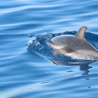 Tra vele e cetacei. Delfini Del Ponente presenta la mostra fotografica &quot;I Giganti del Mar Ligure&quot;