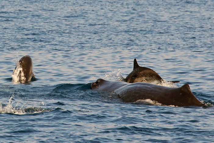 Gli straordinari risultati delle ricerche Tethys 2022  sui cetacei del Santuario Pelagos (Foto)