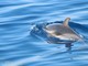 Tra vele e cetacei. Delfini Del Ponente presenta la mostra fotografica &quot;I Giganti del Mar Ligure&quot;