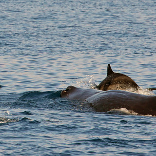 Gli straordinari risultati delle ricerche Tethys 2022  sui cetacei del Santuario Pelagos (Foto)