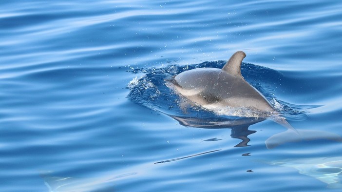 Tra vele e cetacei. Delfini Del Ponente presenta la mostra fotografica &quot;I Giganti del Mar Ligure&quot;