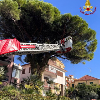 Santo Stefano al Mare: ramo pericolante sulla statale Aurelia, intervento dei Vigili del Fuoco (Foto)