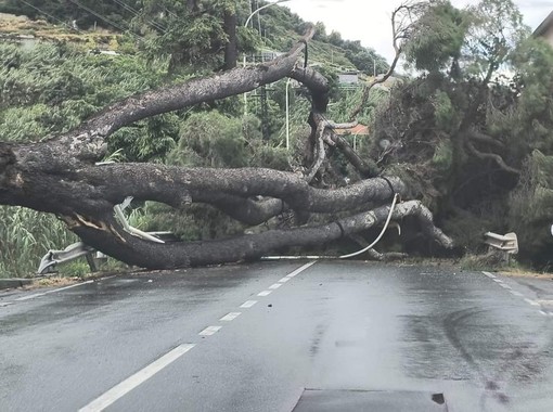 Cade grosso albero sull'Aurelia, viabilità interrotta