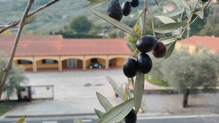 Oro Verde, qualità e tracciabilità in Raineri: un valore aggiunto (video)