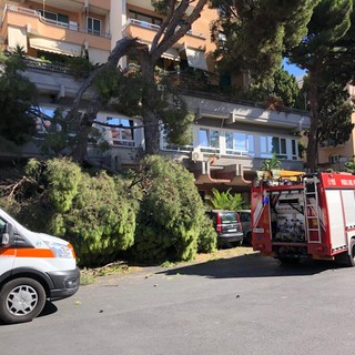 Albero si spezza e travolge diverse auto a Imperia, donna colta da malore (foto e video)