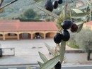 Oro Verde, qualità e tracciabilità in Raineri: un valore aggiunto (video)