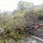 Ferito dalla caduta di un albero sulla Statale 28, ricoverato motociclista