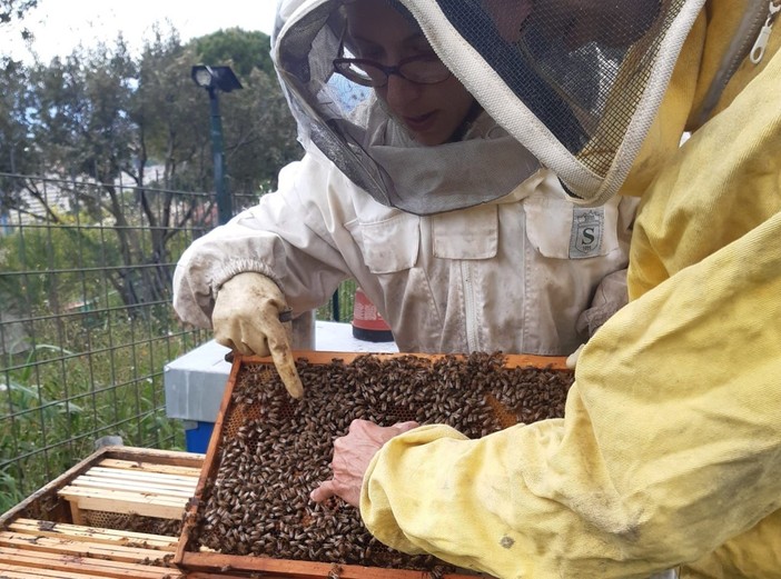 A Imperia un corso per scoprire i “segreti” delle api