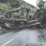 Cade grosso albero sull'Aurelia, viabilità interrotta