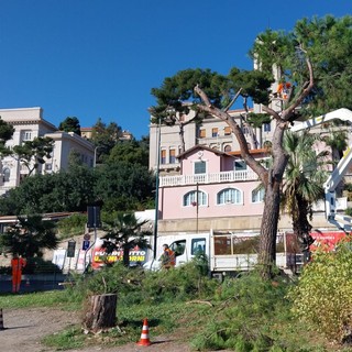 Imperia, abbattuto un albero sul lungomare Vespucci