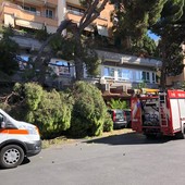 Albero si spezza e travolge diverse auto a Imperia, donna colta da malore (foto e video)