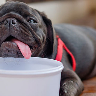 Cani e caldo, i consigli per tutelare gli amici a quattro zampe dalle temperature estive