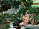 'Festival del Bonsai e delle Arti Giapponesi’ a Imperia