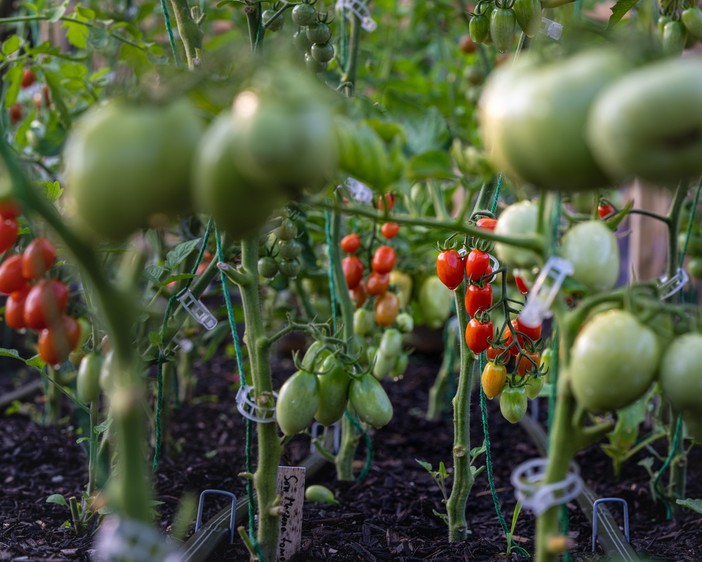 Filiera agroalimentare e sostenibilità: l'infografica Bennet mostra la via per la transizione green