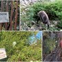 Costarainera, doppiette in azione per la caccia al cinghiale a monte dell'ex Barellai