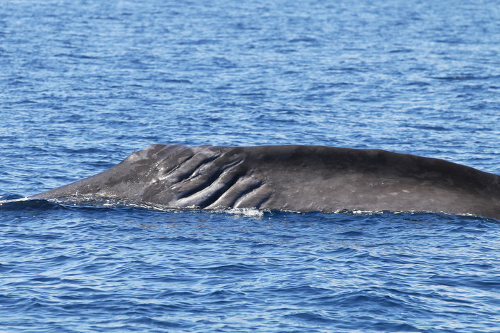 Imperia, balenottera e capodogli avvistati nel mar Ligure (foto e video)