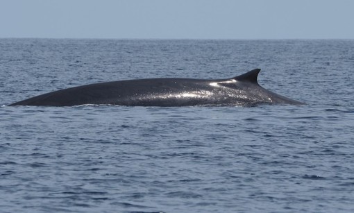 Due balenottere ma di specie diverse avvistate a poche miglia al largo di Imperia