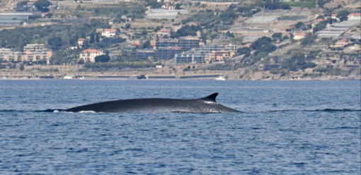 Megattera, tursiopi e balenottere regalano emozioni lungo la costa di Ponente