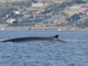 Megattera, tursiopi e balenottere regalano emozioni lungo la costa di Ponente