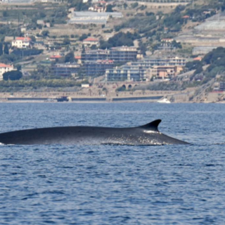 Megattera, tursiopi e balenottere regalano emozioni lungo la costa di Ponente