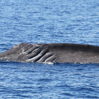 Imperia, balenottera e capodogli avvistati nel mar Ligure (foto e video)