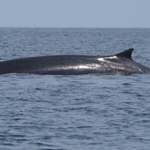 Due balenottere ma di specie diverse avvistate a poche miglia al largo di Imperia