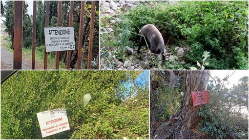 Costarainera, doppiette in azione per la caccia al cinghiale a monte dell'ex Barellai