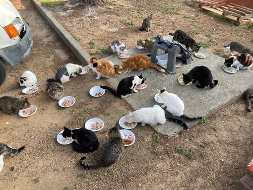 L’Asl 1 affida alla Clinica Veterinaria Poliambulatorio Argentina il Servizio di sterilizzazione di animali randagi