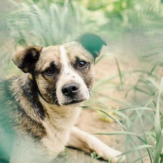 Allerta anche in Riviera per una nuova truffa: &quot;Abbiamo ritrovato il tuo cane ma devi pagare&quot;