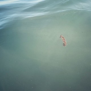 A Santo Stefano al mare sono tornati i cavallucci marini: un colpo di fortuna ma anche di responsabilità per chi li avvista