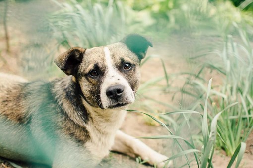 Allerta anche in Riviera per una nuova truffa: &quot;Abbiamo ritrovato il tuo cane ma devi pagare&quot;